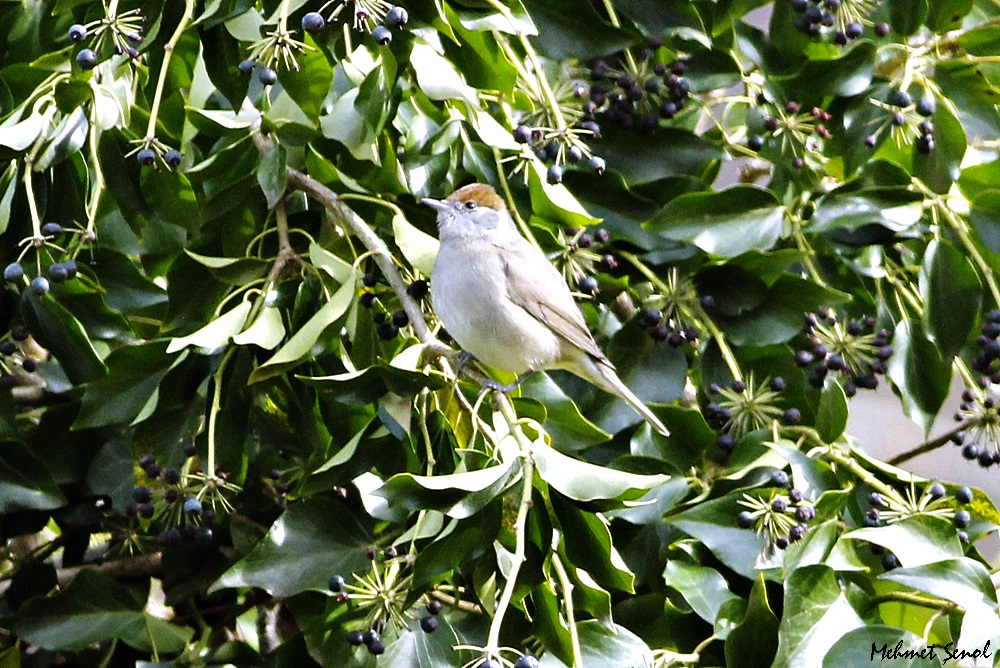 Eurasian Blackcap