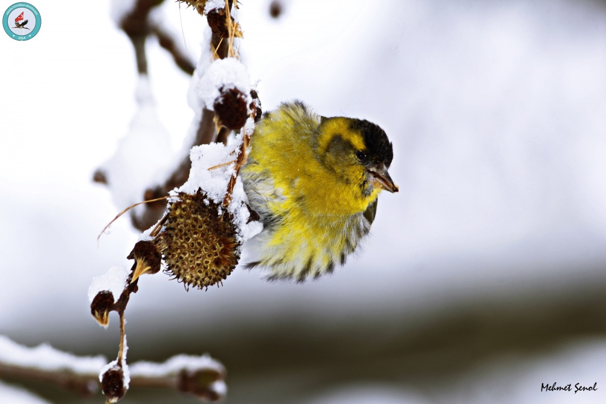 Eurasian Siskin