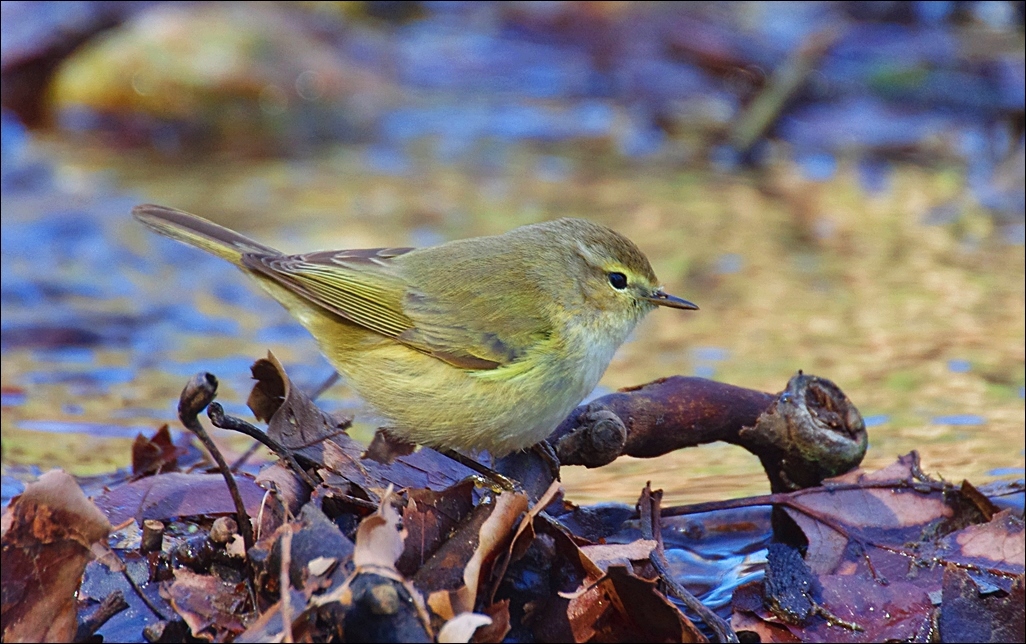 Common Chiffchaff