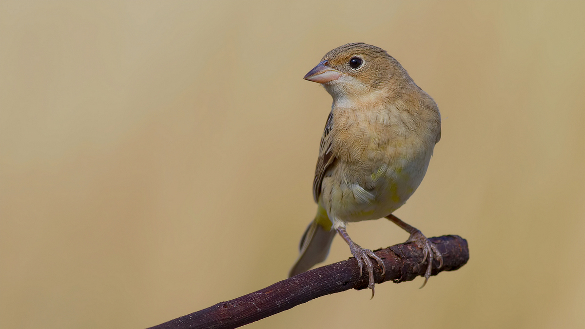 Black-headed Bunting