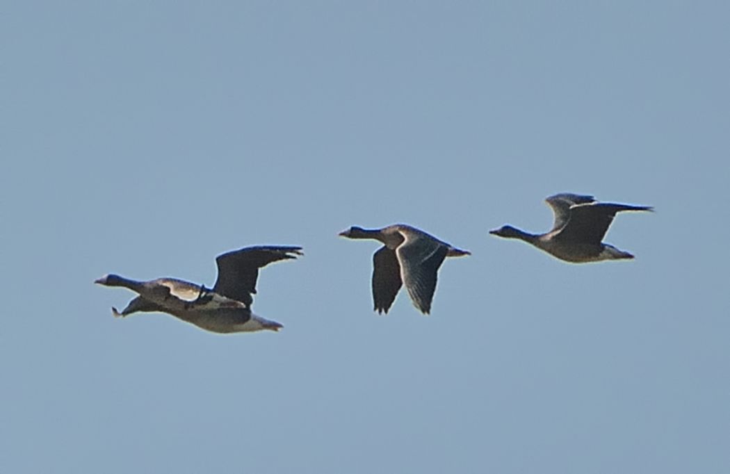 Lesser White-fronted Goose