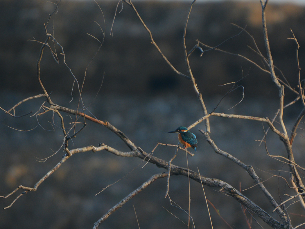 Common Kingfisher