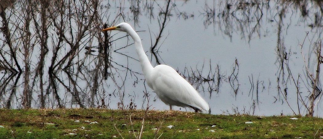Great Egret