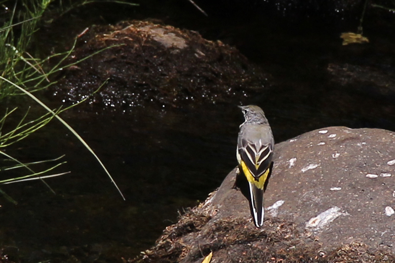 Grey Wagtail