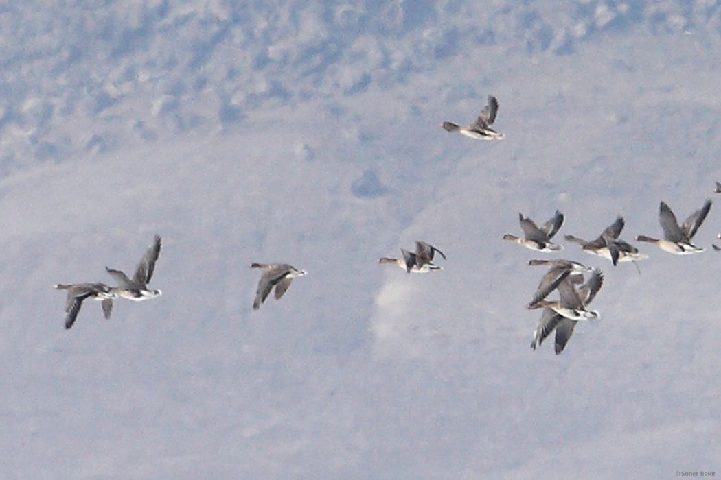 Lesser White-fronted Goose