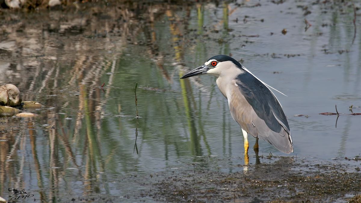 Black-crowned Night Heron