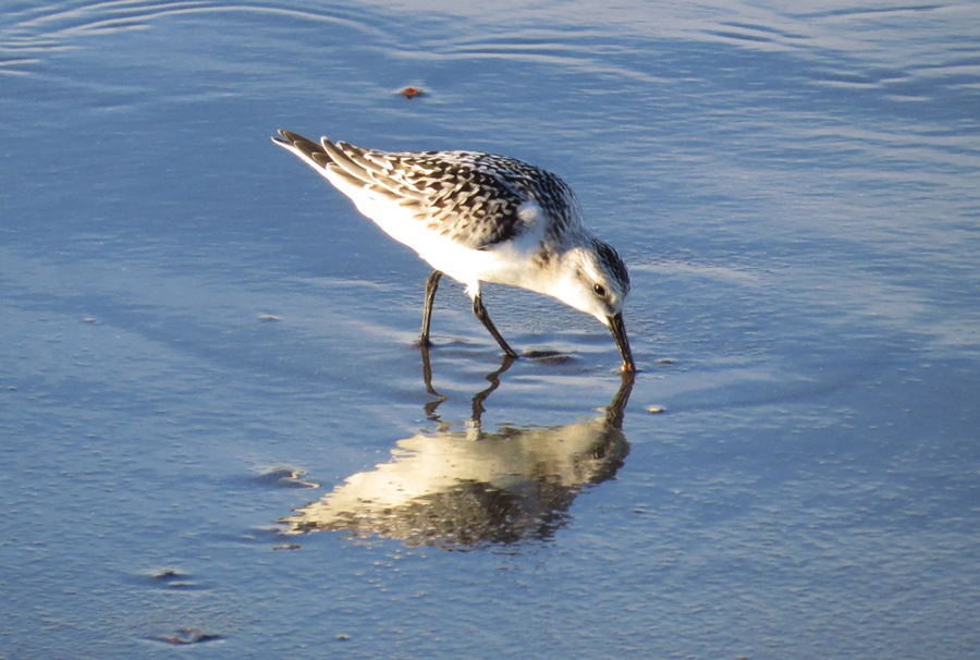 Sanderling