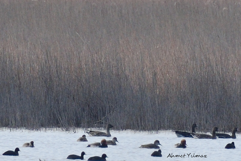 Tundra Bean Goose