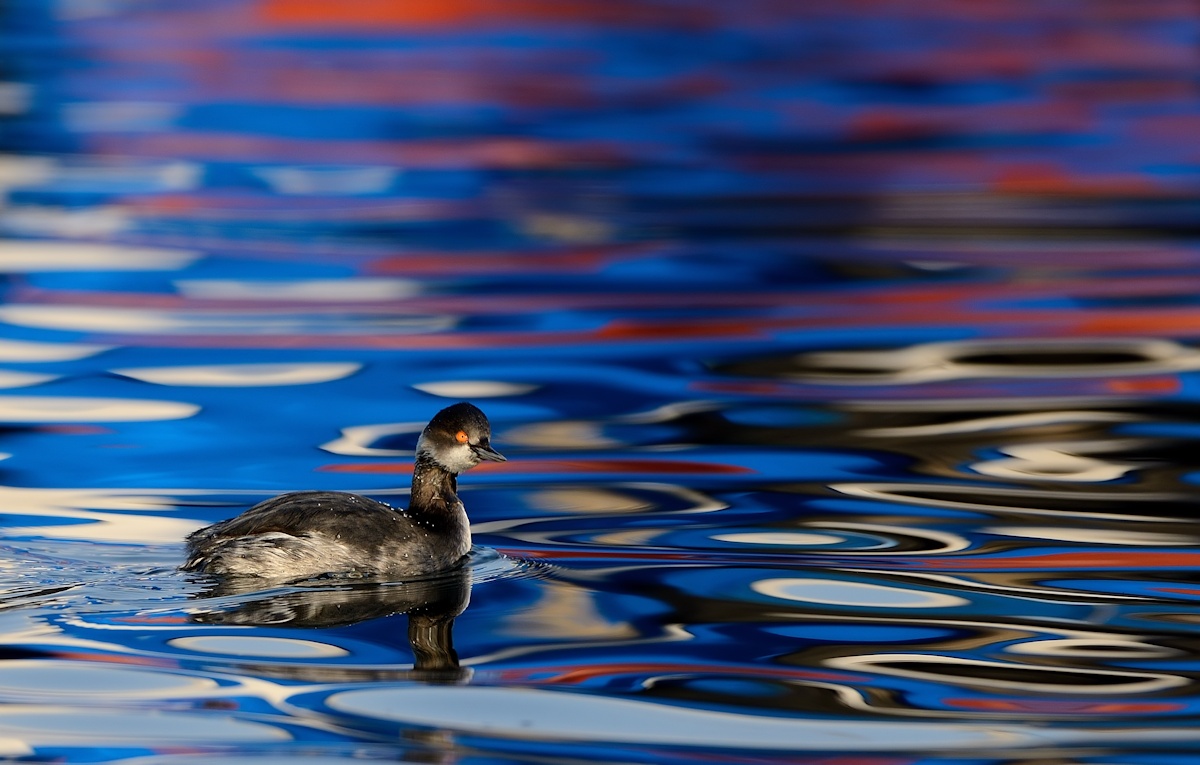 Black-necked Grebe