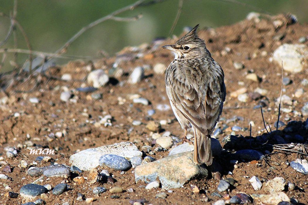 Crested Lark