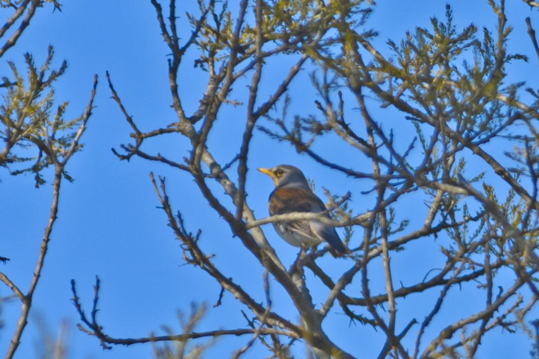Fieldfare