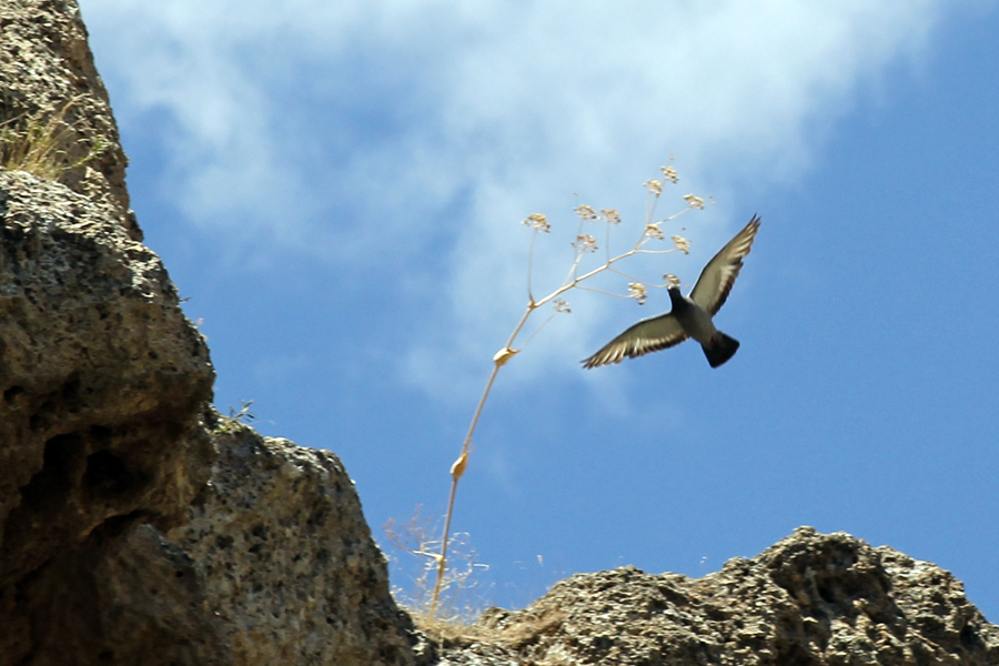 Rock Dove
