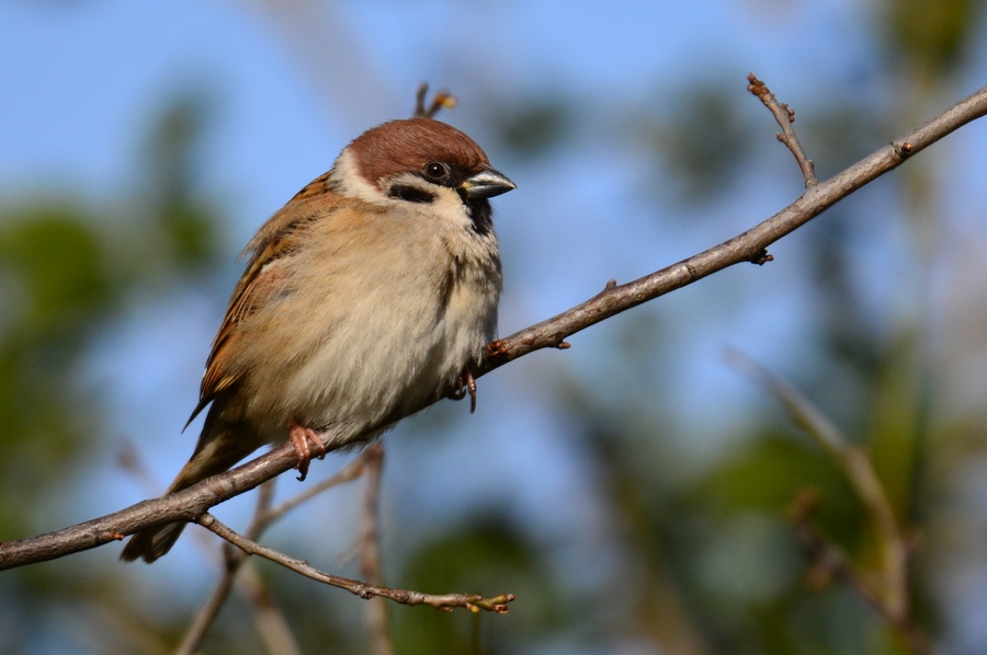 Eurasian Tree Sparrow