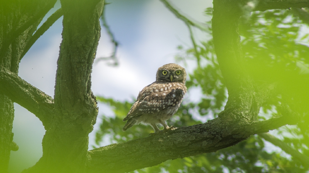 Little Owl