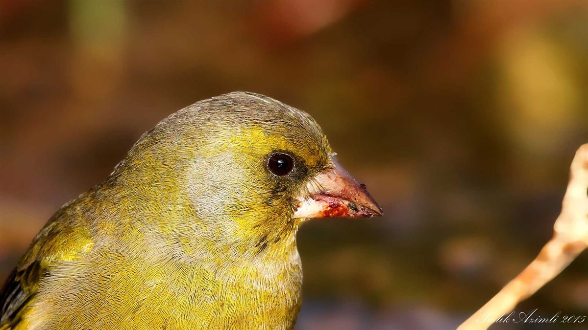 European Greenfinch