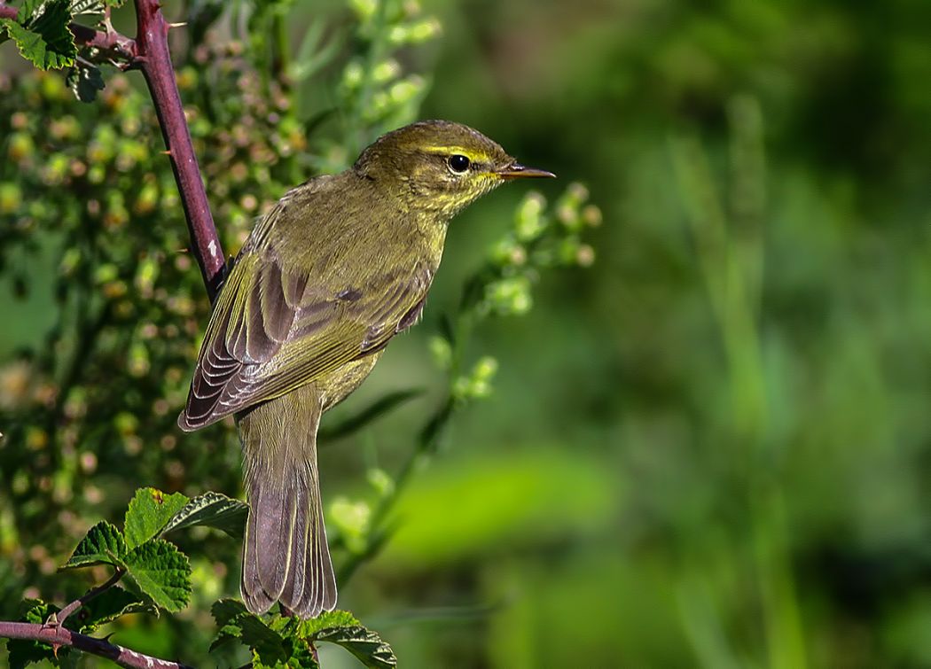 Common Chiffchaff