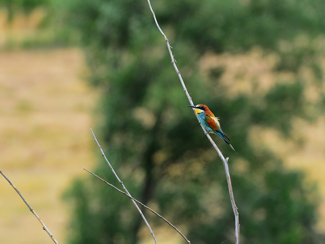 European Bee-eater