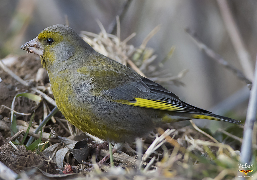 European Greenfinch