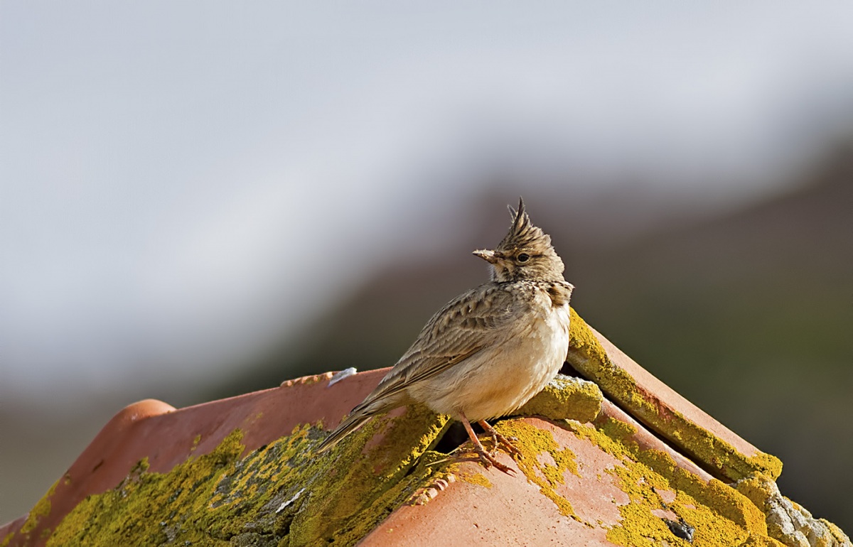 Crested Lark
