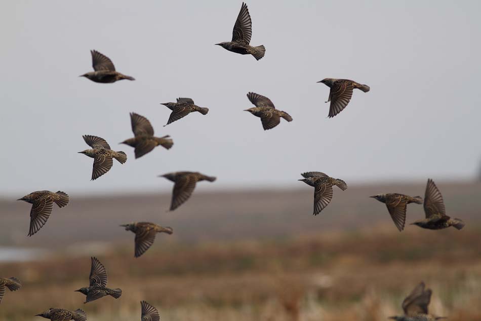 Common Starling