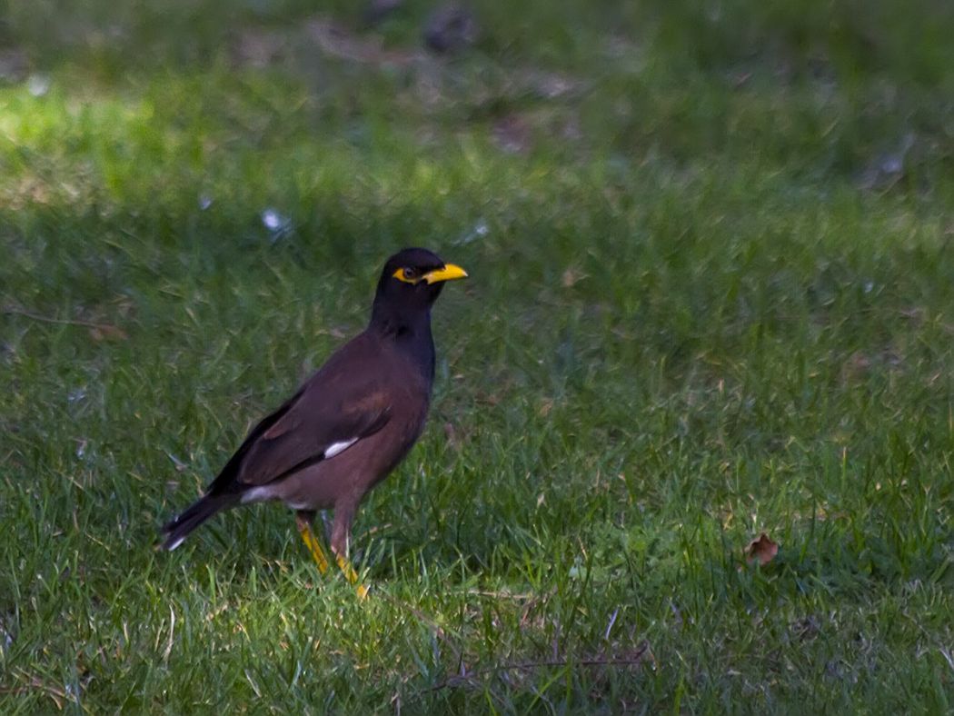 Common Myna