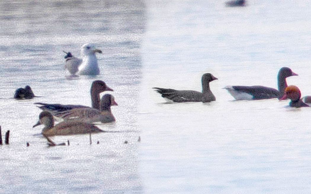 Lesser White-fronted Goose