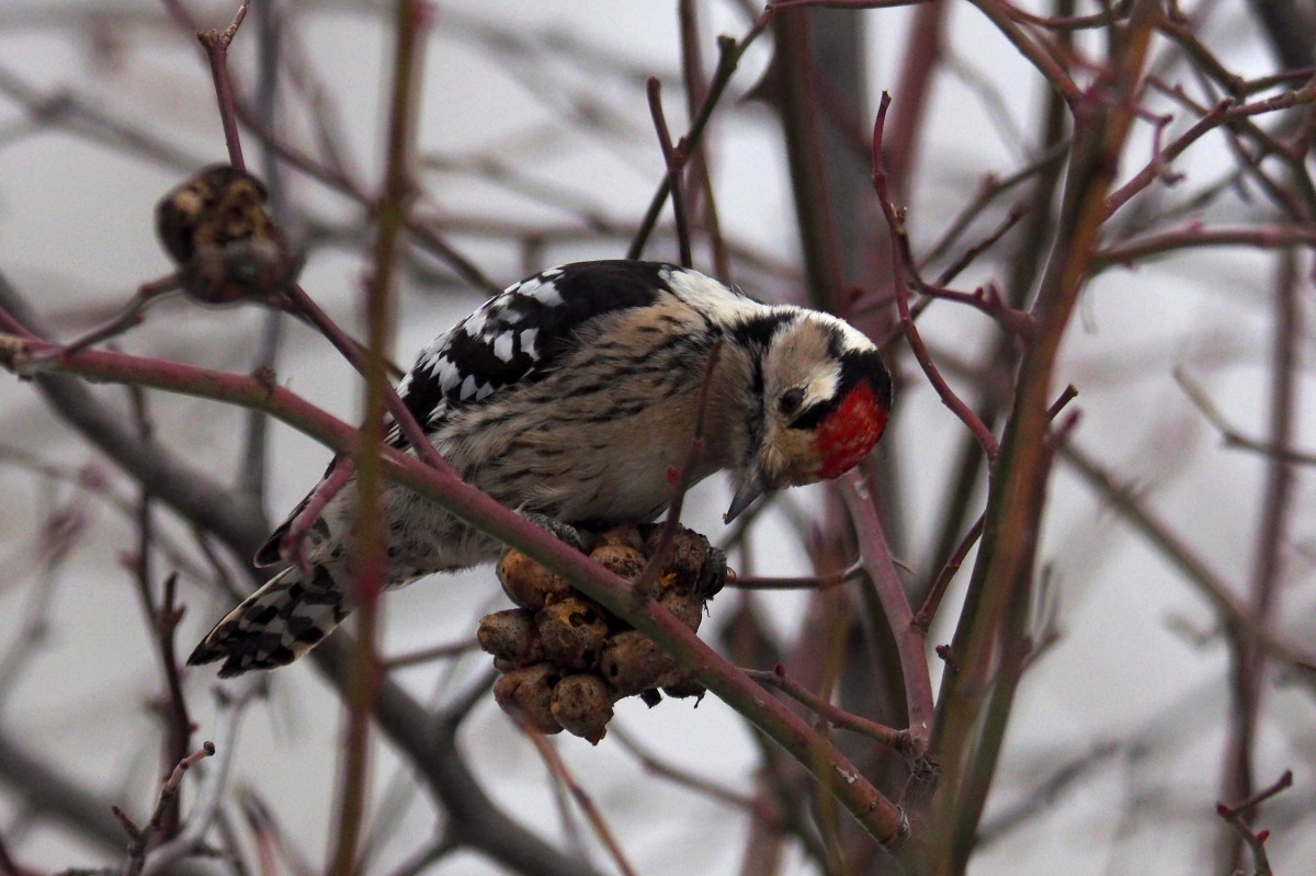 Lesser Spotted Woodpecker