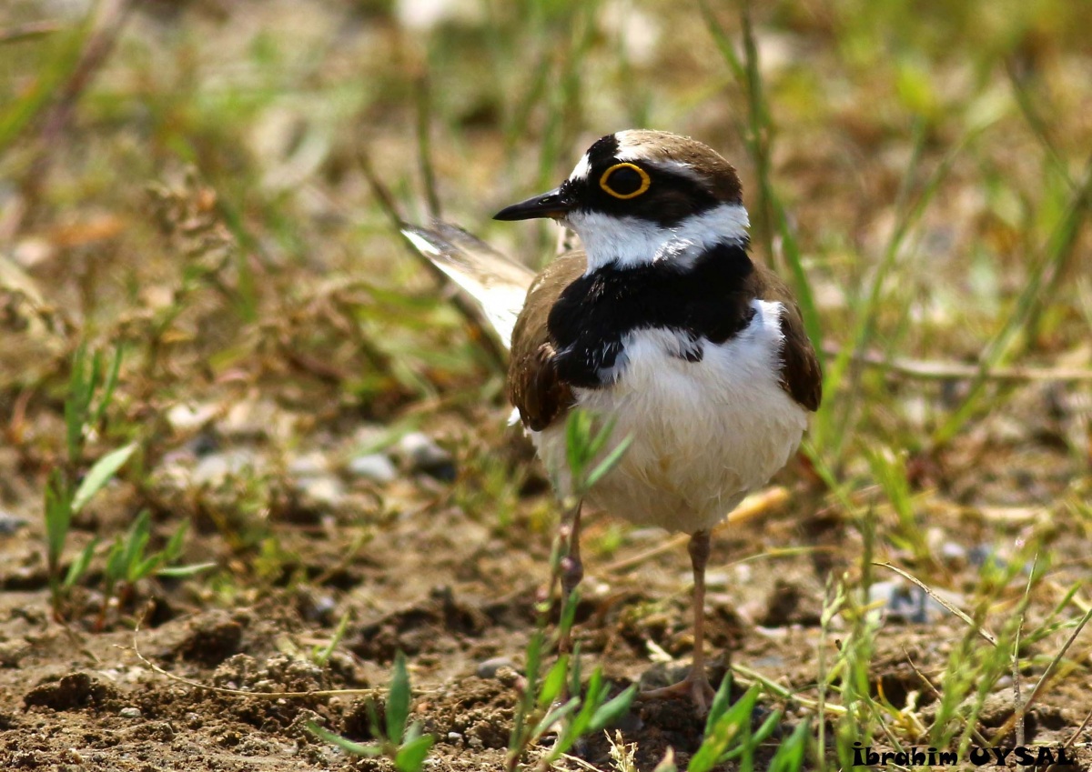 Little Ringed Plover