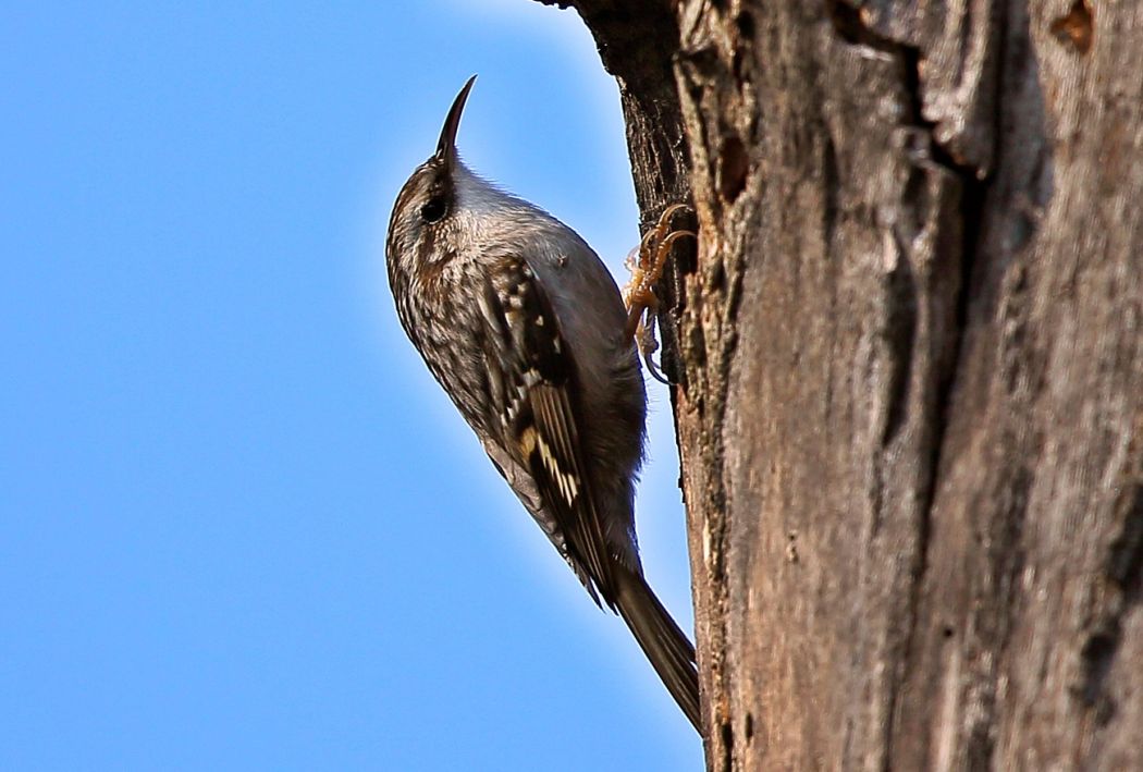 Short-toed Treecreeper