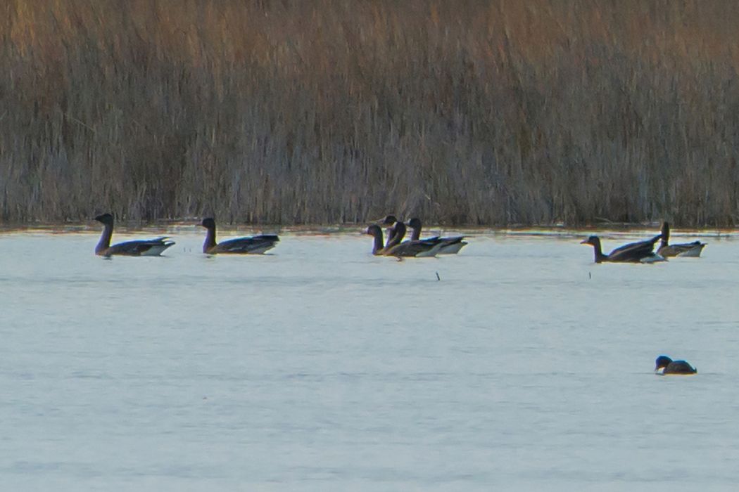 Tundra Bean Goose