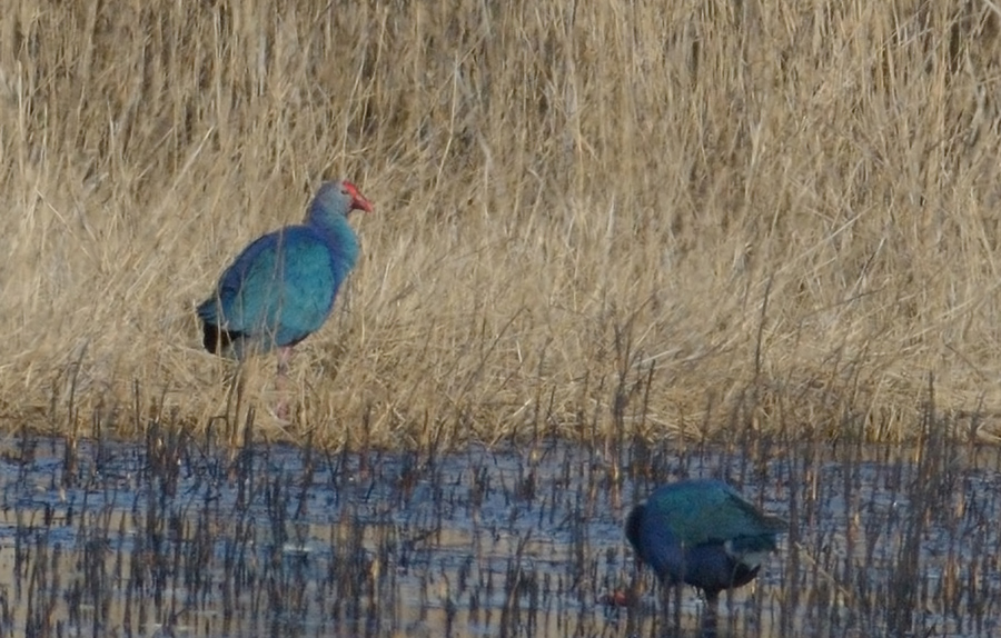 Grey-headed Swamphen