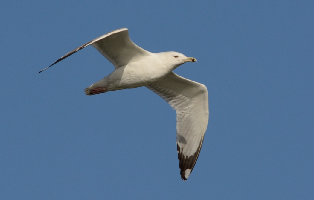 Caspian Gull