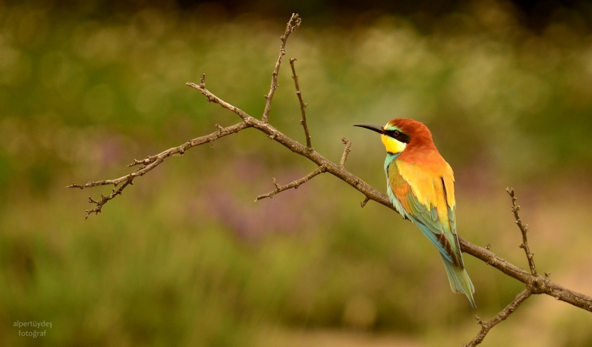 European Bee-eater