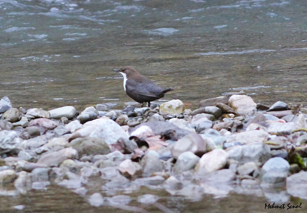 White-throated Dipper