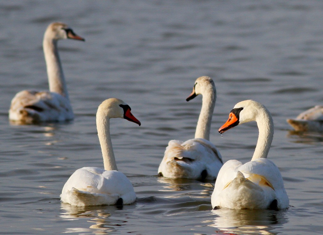 Mute Swan