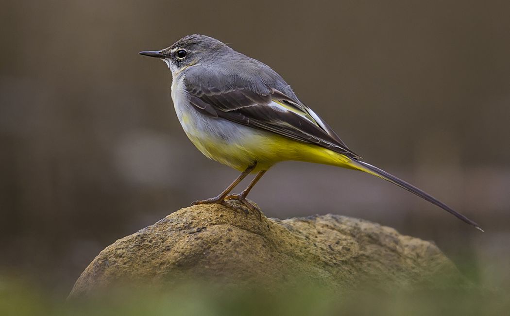 Grey Wagtail