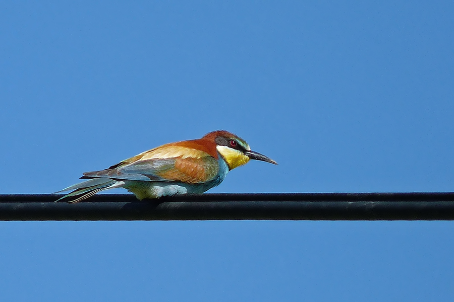 European Bee-eater
