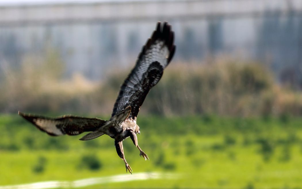 Common Buzzard