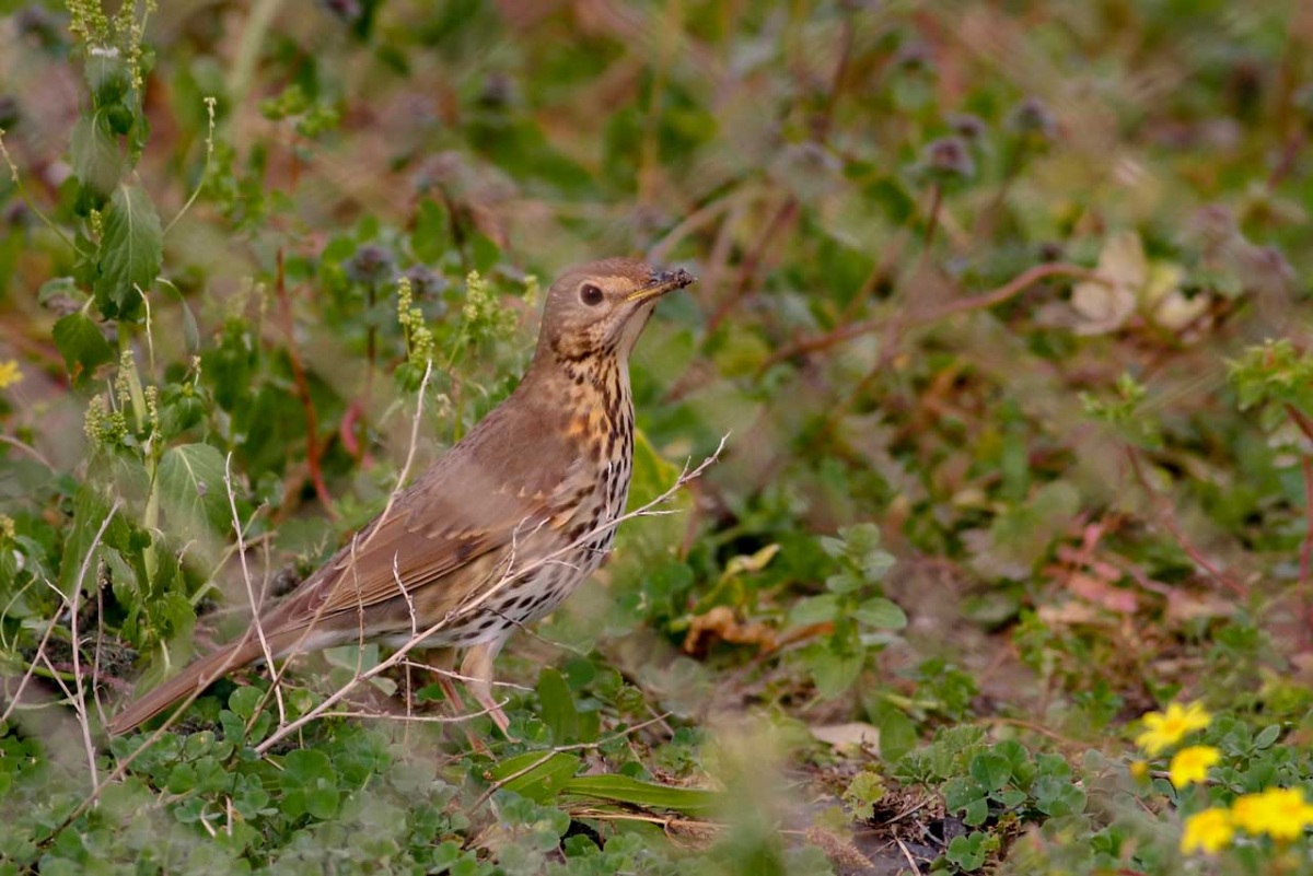 Song Thrush