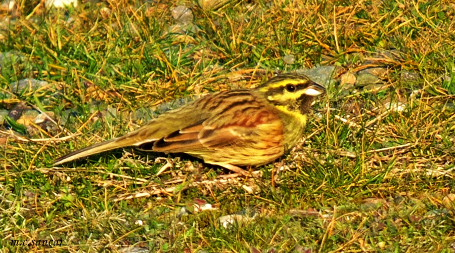 Cirl Bunting