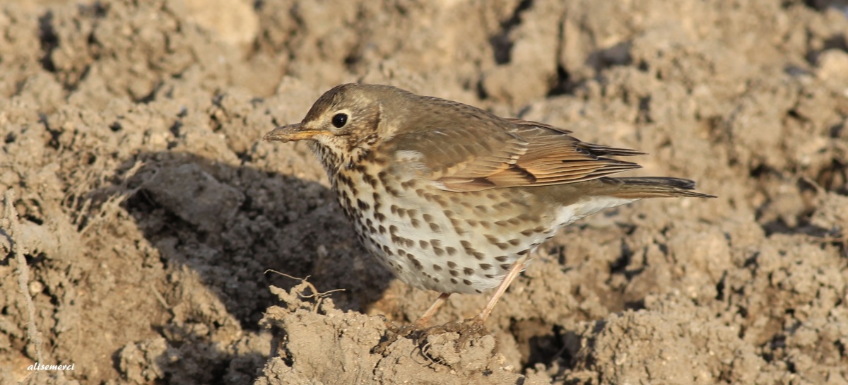 Song Thrush