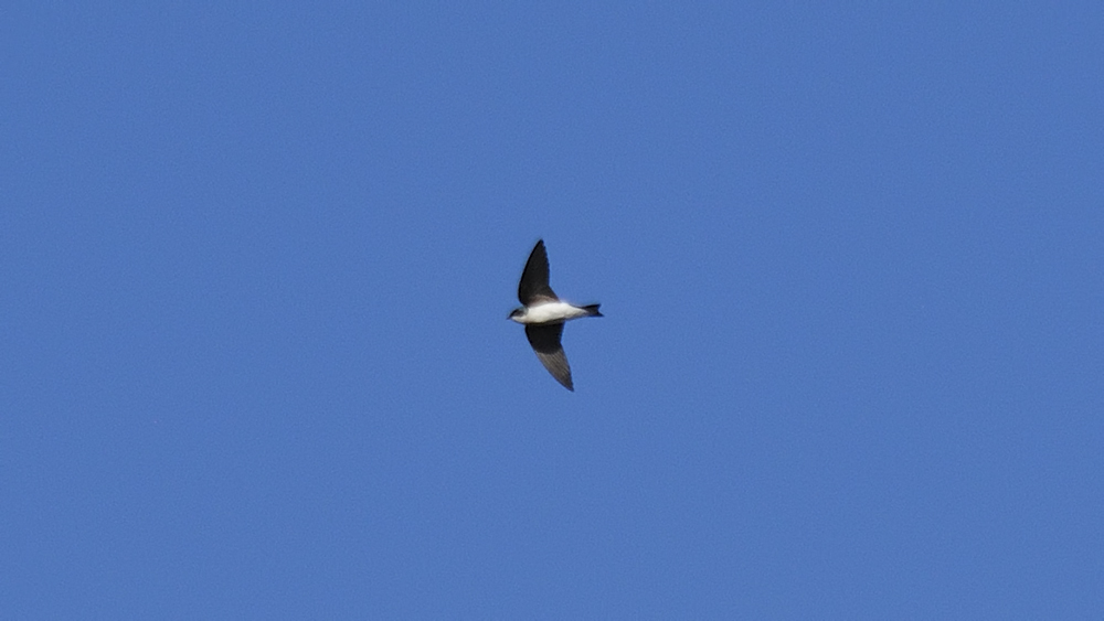 Alpine Swift