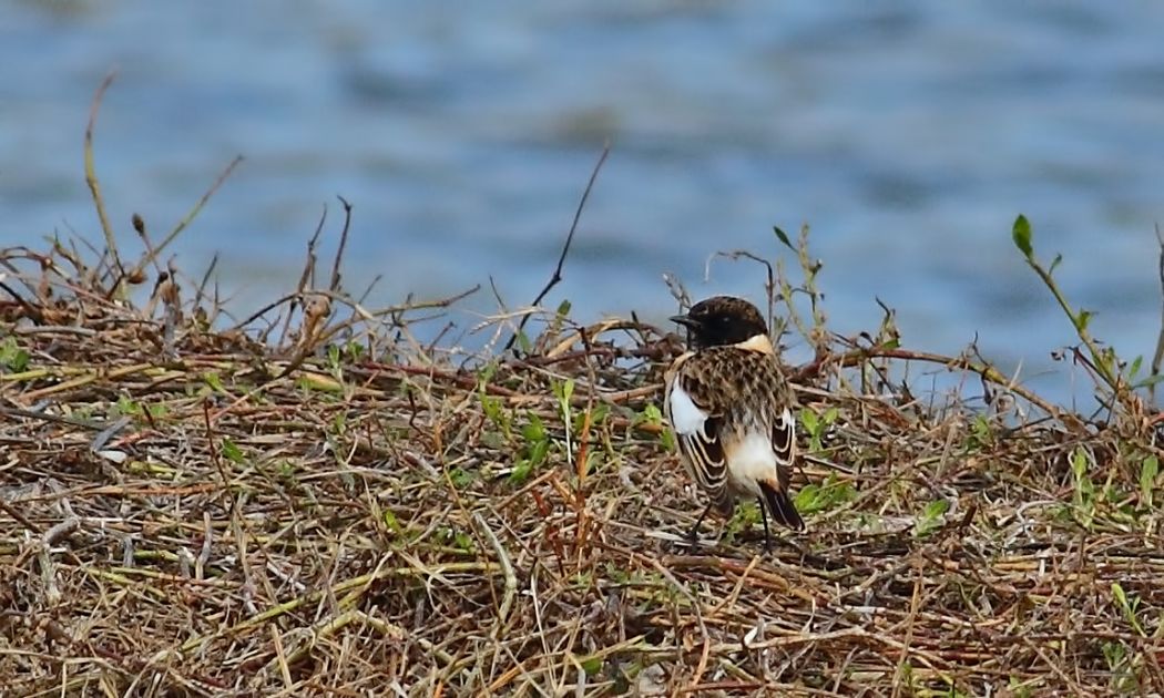 Siberian Stonechat