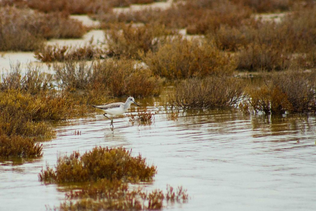 Common Greenshank