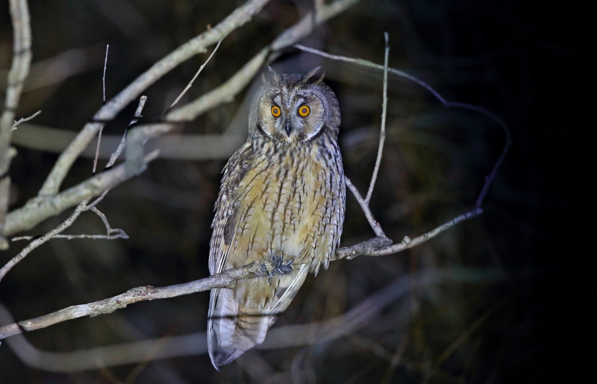 Long-eared Owl