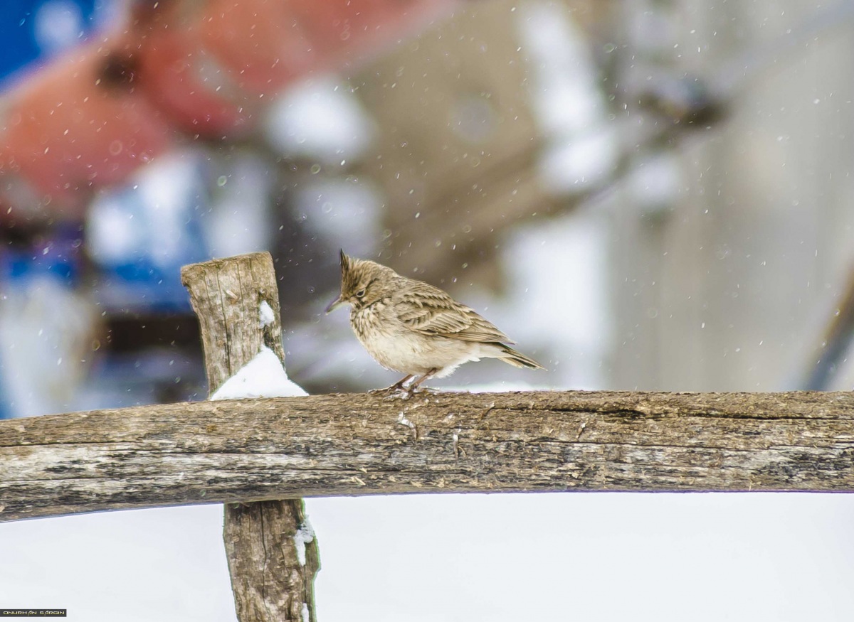 Crested Lark