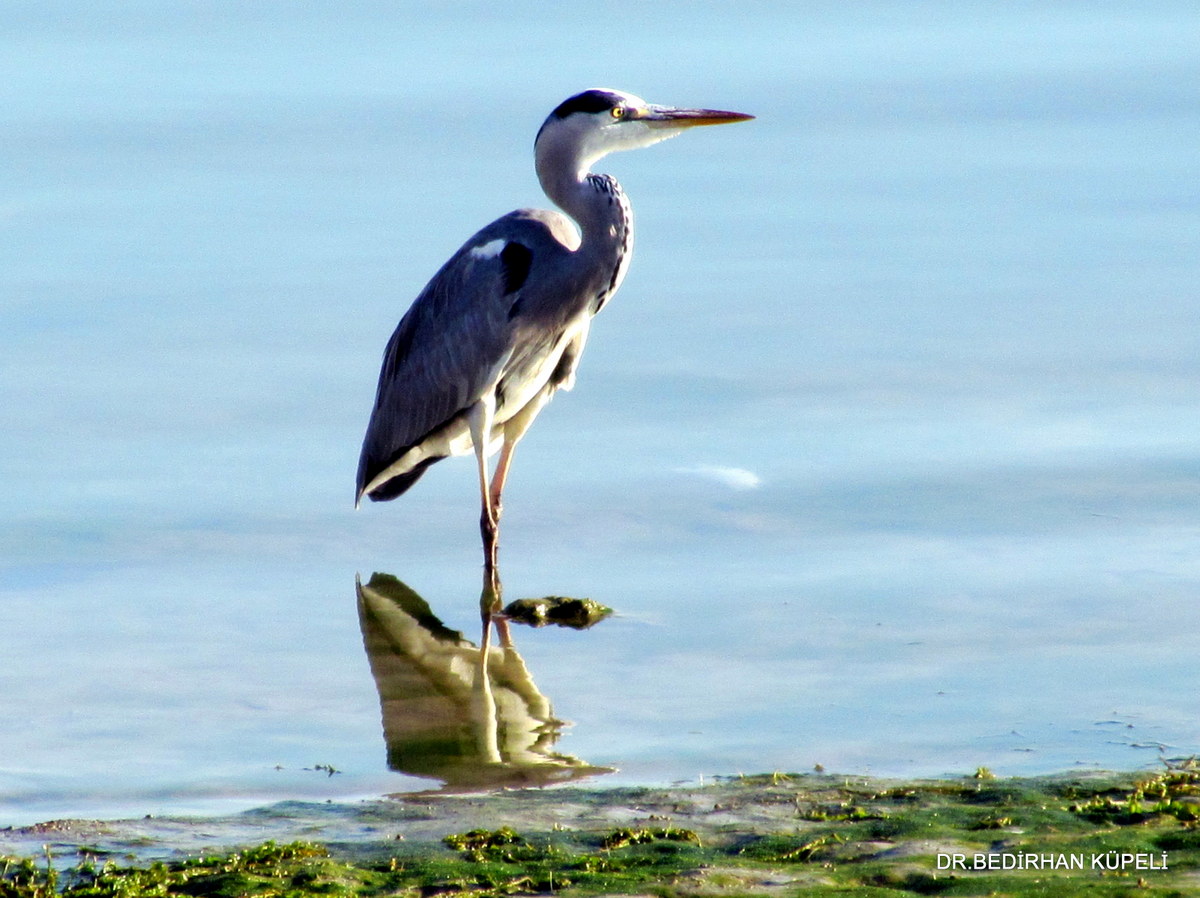 Grey Heron