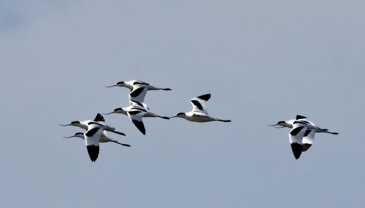 Pied Avocet