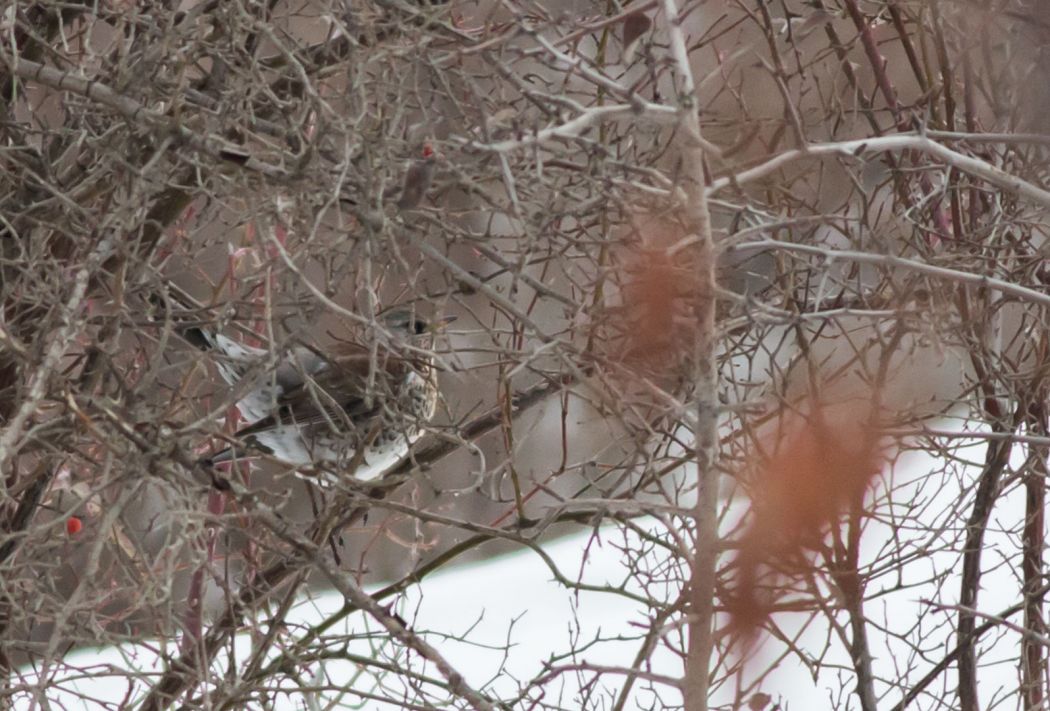 Fieldfare
