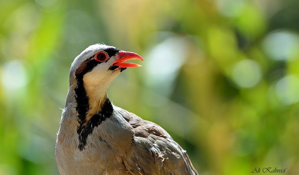 Chukar Partridge